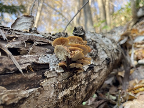 Flammulina velutipes
