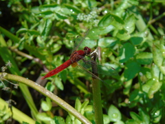 Crocothemis erythraea