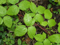 Rubus condensatus