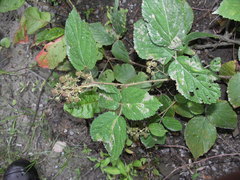 Rubus condensatus