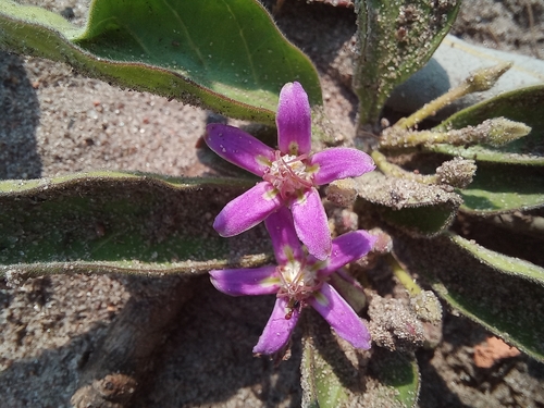 Raphionacme michelii
