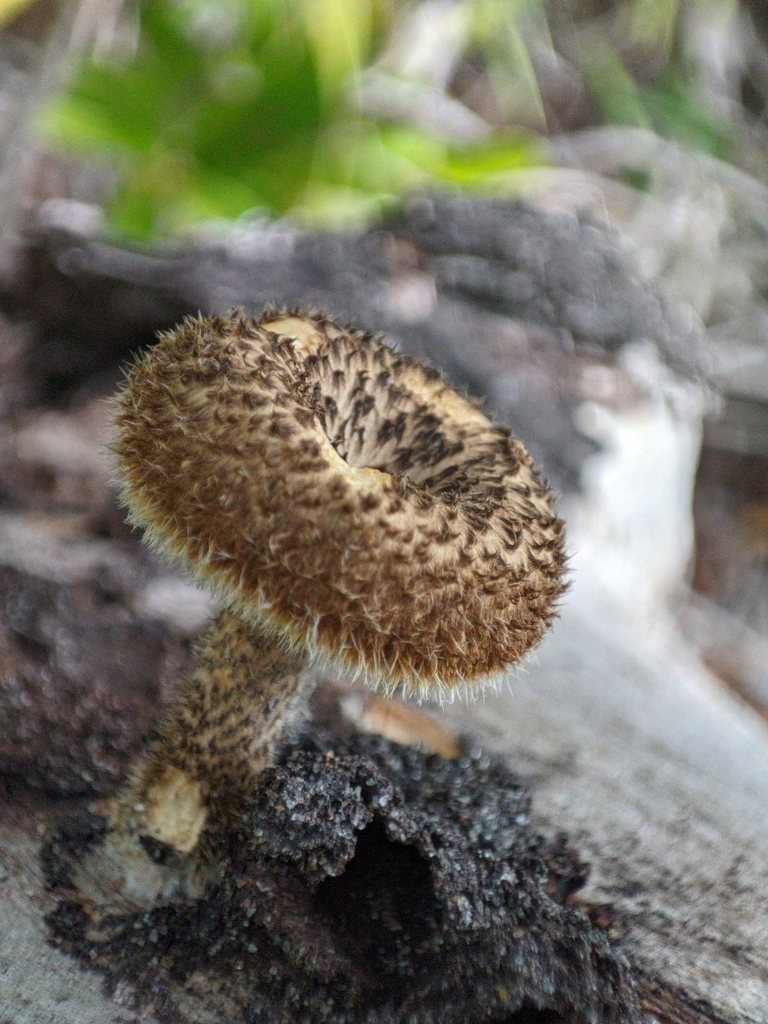 Lentinus berteroi · November 2024 · photo: © martin_vallejos (iNaturalist, cc-by)