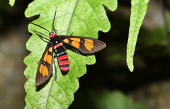 Euchromia elegantissima