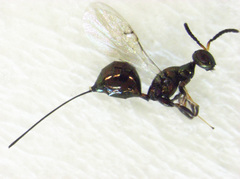 Pseudidarnes minerva