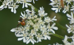 Gymnosoma rotundatum