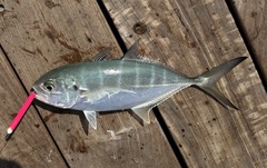 Blue Runner photo 2