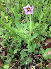 Lycianthes moziniana