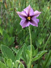 Lycianthes moziniana