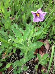 Lycianthes moziniana