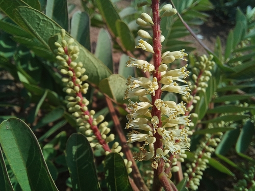 Entada arenaria microcarpa