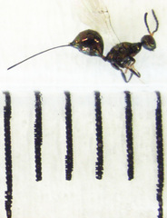 Pseudidarnes minerva