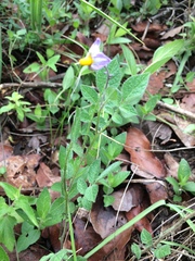 Solanum demissum