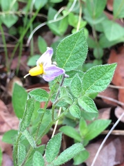 Solanum demissum