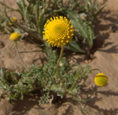 Tripleurospermum auriculatum