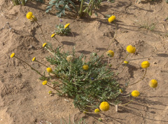 Tripleurospermum auriculatum