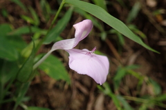Dicliptera tinctoria