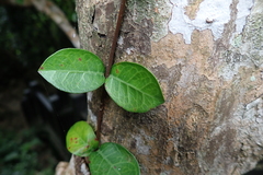 Apocyneae