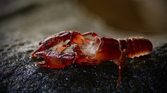 Cambarus asperimanus