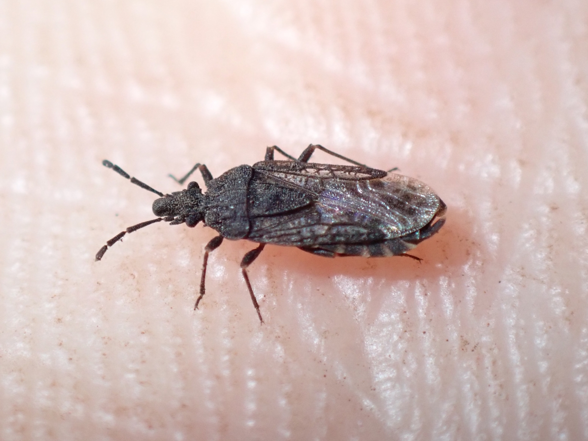 Aradus canariensis