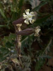 Silene vivianii