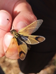 Libelloides longicornis