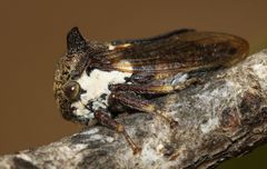 Centrotus