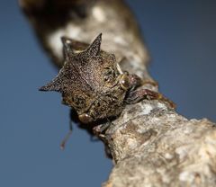 Centrotus
