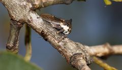 Centrotus