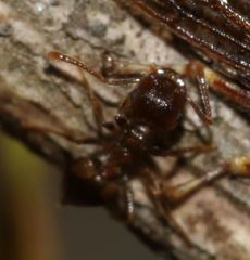 Centrotus