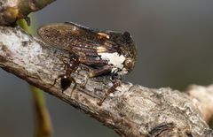 Centrotus