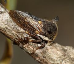 Centrotus