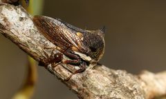 Centrotus