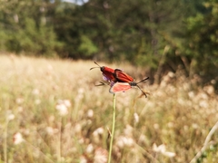 Zygaena rubicundus