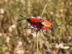 Zygaena rubicundus