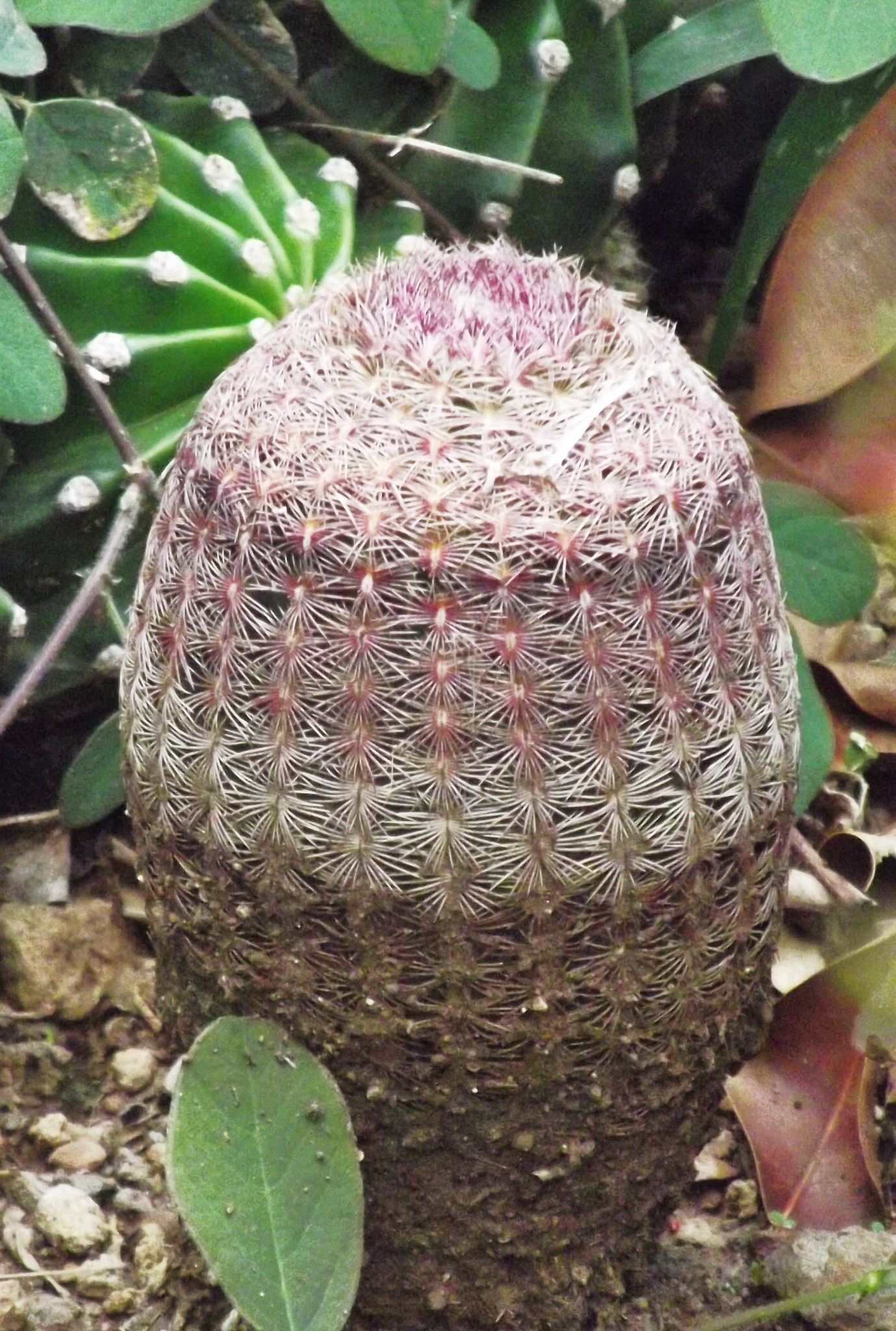 Echinocereus rigidissimus ssp. rubispinus