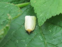 Zelotherses paleana