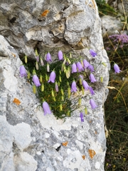 Campanula tanfanii
