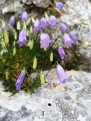 Campanula tanfanii