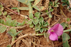 Tephrosia obovata