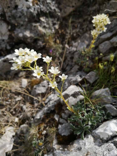 Image of Saxifraga callosa by (c) Mattia Menchetti, some rights reserved (CC BY)