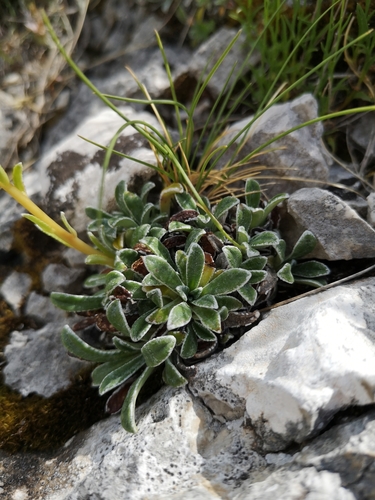Image of Saxifraga callosa by (c) Mattia Menchetti, some rights reserved (CC BY)