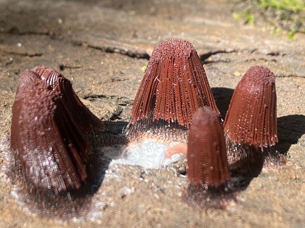 chocolate tube slime