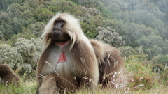 Theropithecus gelada