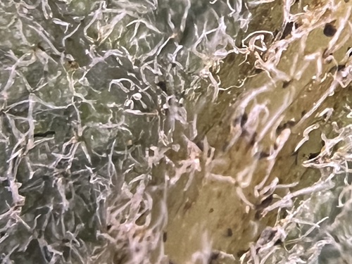 Quercus berberidifolia × dumosa