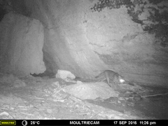 Leopardus pardalis pardalis