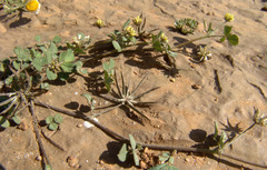 Medicago astroites