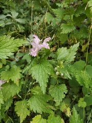 Lamium garganicum