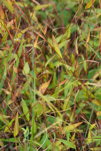 Image of Microstegium japonicum by (c) WATANABE Hitoshi 渡辺仁, some rights reserved (CC BY)
