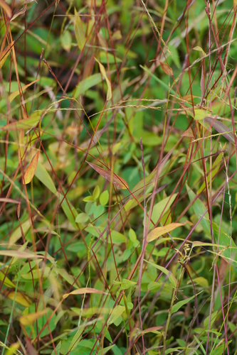 Image of Microstegium japonicum by (c) WATANABE Hitoshi 渡辺仁, some rights reserved (CC BY)