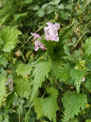 Lamium garganicum